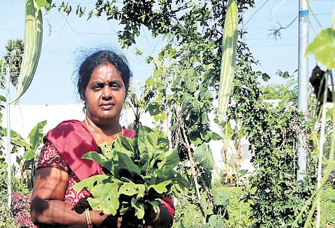 பறித்தால் காய்.. உலுக்கினால் பழம்..