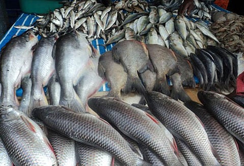 மீன்பிடி தடைகாலம் முடிந்தது இன்று முதல் மீனவர்கள் கடலுக்கு செல்கின்றனர்