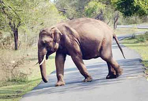 பந்தலூரில் தொழிலாளர்களின் வீட்டை சேதப்படுத்திய காட்டு யானைகள் இழப்பீடு வழங்க கோரிக்கை