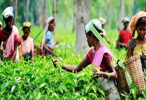 குன்னூர் ஏல மையத்தில் ரூ.11 கோடியே 55 லட்சத்துக்கு தேயிலைத்தூள் ஏலம்