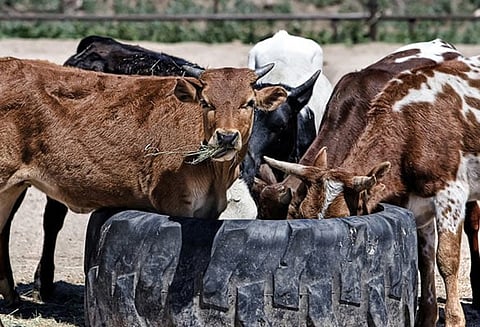 சட்டீஸ்காரில் காப்பக இல்லம் ஒன்றில் அடைக்கப்பட்ட 18 பசுக்கள் மூச்சு திணறி உயிரிழந்த அவலம்