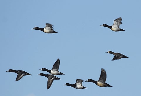 புவி வெப்பமயமாதலால் வாடும் வாத்துக்குஞ்சுகள்