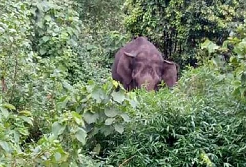 தேவாரம் பகுதிகளில் அட்டகாசம்: காட்டுயானையை பிடிக்க வனத்துறையினர் தேடுதல் வேட்டை