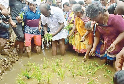 மண்டியா அருகே வயலில் இறங்கி நாற்று நட்டார், குமாரசாமி