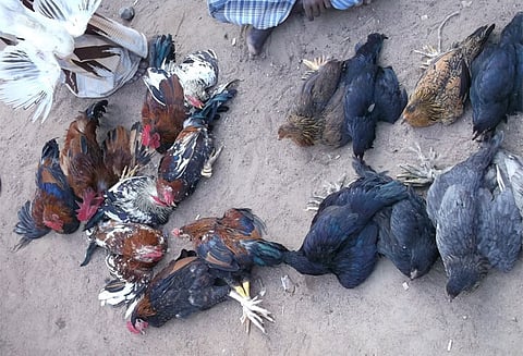 சேலத்தில் ஆடு, கோழி இறைச்சி கடைகளில் விற்பனை அமோகம்
