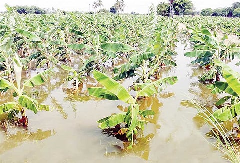 திருச்சி அருகே காவிரியில் ஏற்பட்ட வெள்ளப்பெருக்கினால் 100 ஏக்கர் வாழைத்தோட்டம் மூழ்கியது