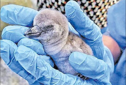 இந்தியாவில் பிறந்த முதல் பென்குயின் சுதந்திர தினத்தில் மகிழ்ச்சி சம்பவம்