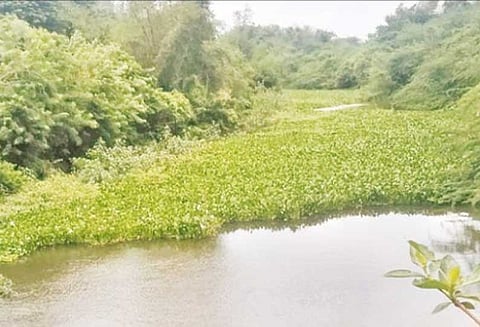 புதர்போல் மண்டிகிடக்கும் ஆகாய தாமரைகள் அகற்றப்படுமா? - விவசாயிகள் எதிர்பார்ப்பு