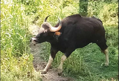 2-வது நாளாக ஊருக்குள் சுற்றித்திரியும் காட்டெருமை