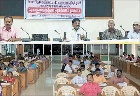 கால்நடைகளுக்கு கோமாரி நோய் தடுப்பூசி போடும் பணி