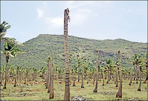 கடமலை-மயிலை ஒன்றியத்தில் காய்ந்துபோய் காட்சியளிக்கும் தென்னை மரங்கள்