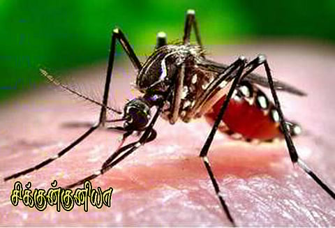 திண்டுக்கல்லில் வேகமாக பரவும் சிக்குன்குனியா காய்ச்சல்