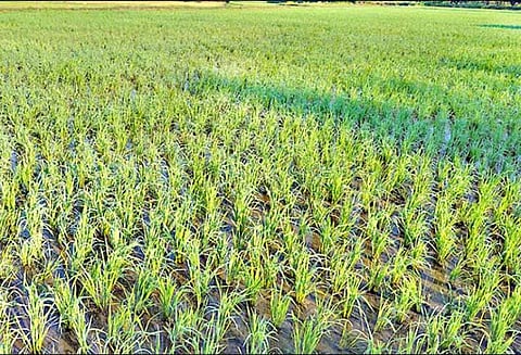 சாணார்பட்டி ஒன்றியத்தில்: 8 ஆண்டுகளுக்கு பிறகு நெல் சாகுபடி