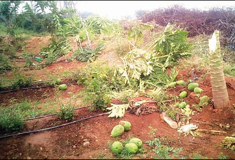 தேன்கனிக்கோட்டை அருகே விவசாய பயிர்களை நாசம் செய்த யானைகள்