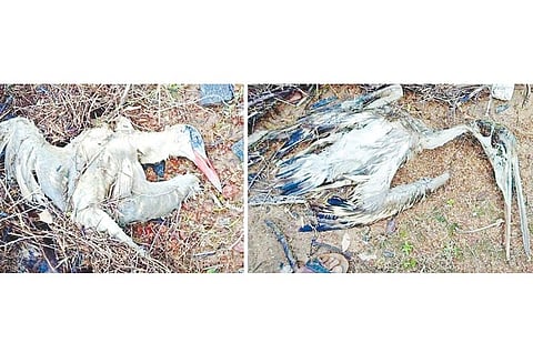 கஜா புயலால் பறவைகளை இழந்து தவிக்கும் அலையாத்தி காடுகள்