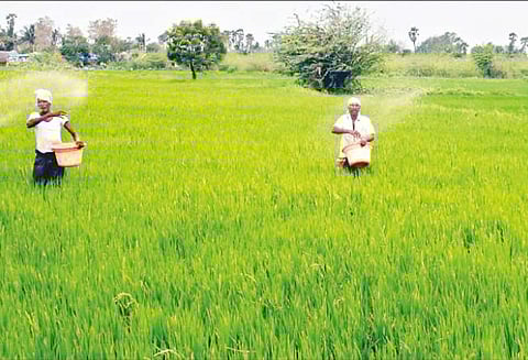 பாதிக்கப்பட்ட நெற்பயிர்களுக்கு ஏக்கருக்கு ரூ.25 ஆயிரம் நிவாரணம் வழங்க வேண்டும் விவசாயிகள் கோரிக்கை