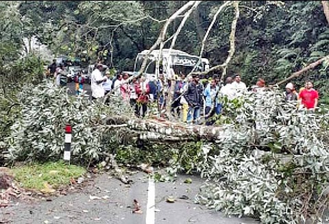 கொடைக்கானலில் சாரல் மழை: மரங்கள் சாய்ந்ததால் போக்குவரத்து பாதிப்பு