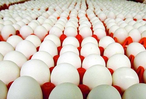 முட்டை உடைவை குறைக்க கோழித்தீவனத்தில் வைட்டமின் டி-3 சேர்க்க வேண்டும் பண்ணையாளர்களுக்கு ஆராய்ச்சி நிலையம் அறிவுறுத்தல்