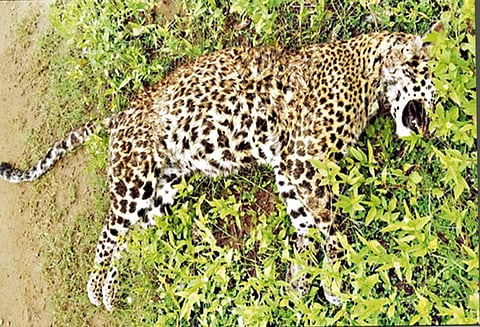 கன்னிவாடி அருகே வனப்பகுதியில் காயங்களுடன் இறந்து கிடந்த சிறுத்தை