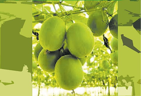 சர்க்கரை நோயாளிகளுக்கு புதிய பழம்