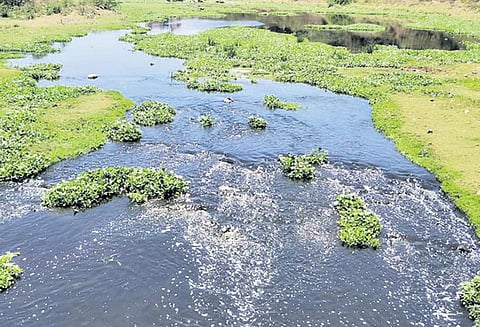 ஸ்ரீபெரும்புதூர் ஒன்றியத்தில் ஏரியில் கலக்கும் தொழிற்சாலை கழிவுநீர்; நடவடிக்கை எடுக்க விவசாயிகள் கோரிக்கை