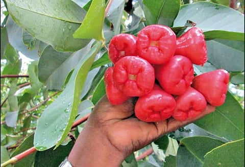 விருப்பாட்சியில் விளையும்: மருத்துவ குணம் நிறைந்த ‘ரோஸ்’ ஆப்பிள்