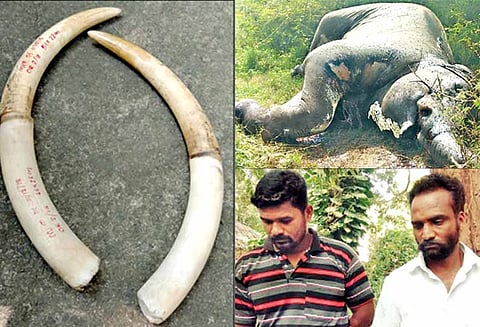 மேகமலை சரணாலய பகுதியில்: மின்சாரம் பாய்ந்து யானை சாவு - தந்தங்களை வெட்டி கடத்திய 2 பேர் கைது