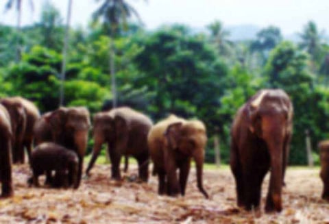 பந்தலூர் அருகே: காட்டு யானைகள் முகாம் - ஆதிவாசி மக்கள் பீதி