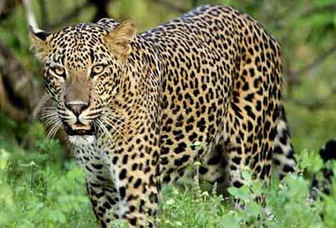 பல்லாரி அருகே பயங்கரம்: 3 வயது குழந்தையை கடித்து கொன்ற சிறுத்தை - வனத்துறை சார்பில் ரூ.5 லட்சம் நிதி உதவி அறிவிப்பு