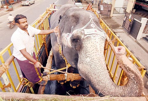 ஸ்ரீரங்கம், மலைக்கோட்டை கோவிலில் இருந்து புத்துணர்வு முகாமிற்கு, 2 யானைகள் லாரிகளில் அனுப்பி வைக்கப்பட்டன