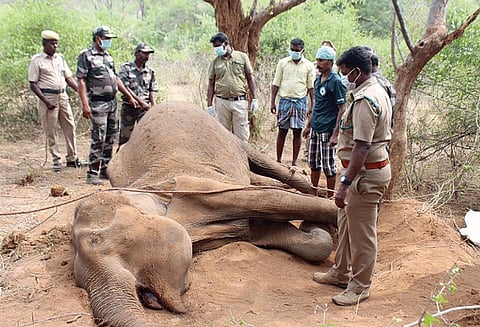 ஒகேனக்கல் வனப்பகுதியில் பெண் யானை சாவு