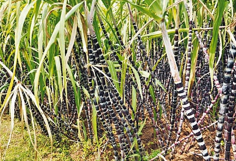 பொங்கல் பண்டிகைக்காக அறுவடைக்கு தயார் நிலையில் கரும்புகள்