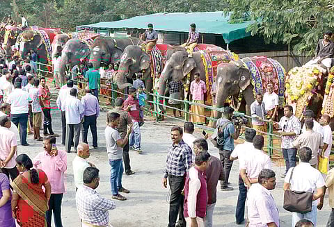 மேட்டுப்பாளையத்தில் யானைகளுக்கு சிறப்பு நலவாழ்வு முகாம் அமைச்சர்கள் தொடங்கி வைத்தனர்
