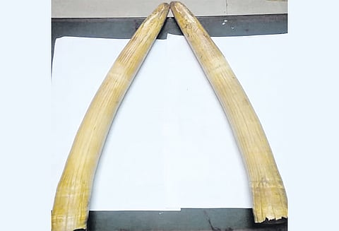 எண்ணூரில் வீட்டில் பதுக்கி வைத்திருந்த யானை தந்தங்கள் பறிமுதல் 2 பேர் கைது