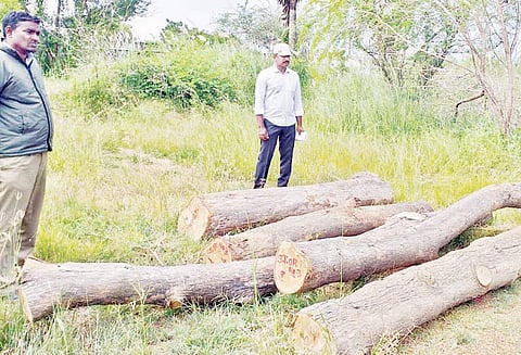 கஜா புயலால் சாய்ந்த தேக்கு மரங்கள், திருவாரூர் மத்திய பல்கலைக்கழக வளாகத்தில் பதுக்கல் அதிகாரிகள் விசாரணை