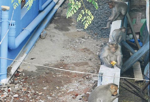 பெரம்பலூர் நகரில் குரங்குகளால் பொதுமக்கள் அவதி