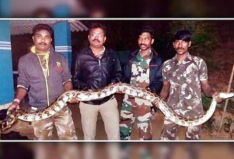 கூடலூர் அருகே குடியிருப்பில் பதுங்கிய 15 அடி நீள மலைப்பாம்பு வனத்துறையினர் பிடித்து காட்டுக்குள் விட்டனர்