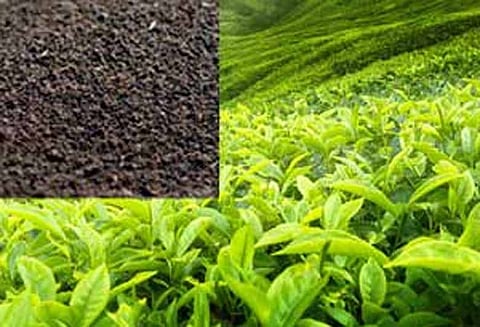 கோவை ஏல மையத்தில் தேயிலைத்தூள் விலை வீழ்ச்சி