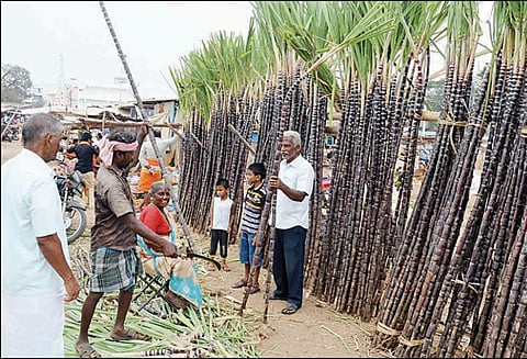 பொங்கல் பண்டிகையை முன்னிட்டு நாமக்கல் வாரச்சந்தையில் கரும்பு விற்பனை தொடங்கியது