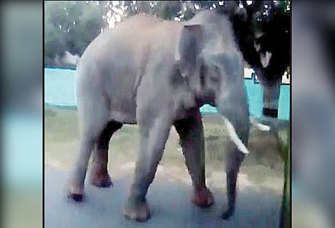 தேன்கனிக்கோட்டை அருகே பஸ்சை வழிமறித்த ஒற்றை யானை பயணிகள் பீதி