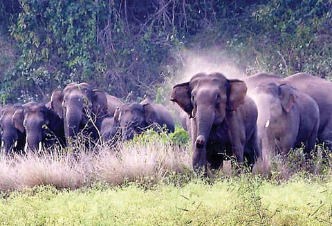 ஓசூர் அருகே விவசாய பயிர்களை நாசம் செய்த யானைகள்