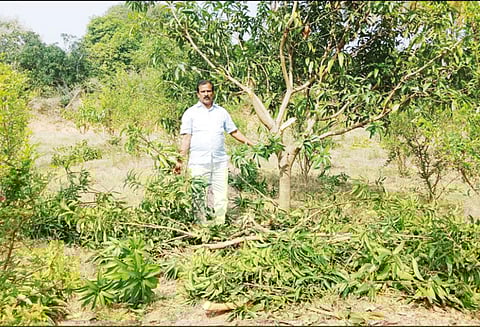 குடியாத்தம் அருகே காட்டு யானைகள் அட்டகாசம் - மாமரங்கள், வாழைத்தோட்டம் சேதம்