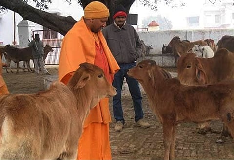 உத்தரபிரதேசம்: பசுக்களுக்கு தங்குமிடம் அமைக்க முதல்-மந்திரி உத்தரவு