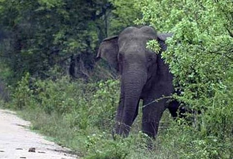 குடியாத்தம் அருகே தொடர்ந்து அட்டகாசம்: மிரள வைக்கும் காட்டுயானைகள் - மா மரங்கள் அடியோடு நாசம்