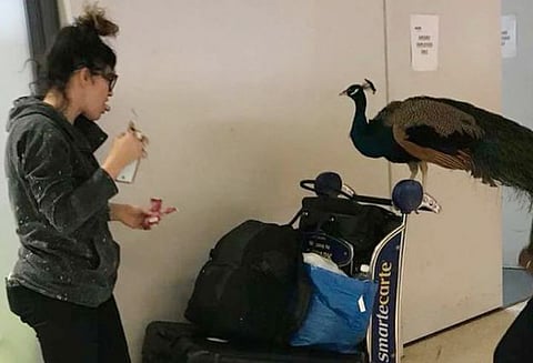 விமான நிலையத்திற்கு மயிலுடன் வந்த பெண்: விமானத்தில் செல்ல அனுமதி மறுப்பு