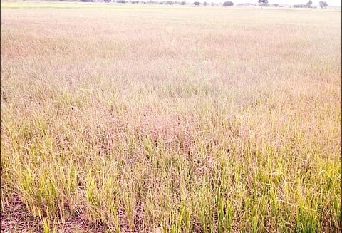 முத்துப்பேட்டை அருகே தண்ணீரின்றி 800 ஏக்கர் நெற்பயிர்கள் கருகியது