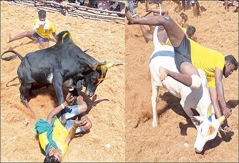 ஜல்லிக்கட்டு காளை உதைத்து தள்ளியதில் மாடுபிடி வீரர் பலி; 61 பேர் காயம்