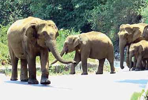 வனப்பகுதியில் வறட்சி நிலவுவதால் உணவு தேடி கிராமங்களுக்குள் படையெடுக்கும் காட்டு யானைகள்