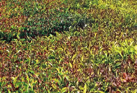 கோத்தகிரி பகுதியில் உறைபனி பொழிவால் கடுங்குளிர்; தேயிலை செடிகள் கருகுவதால் விவசாயிகள் கவலை