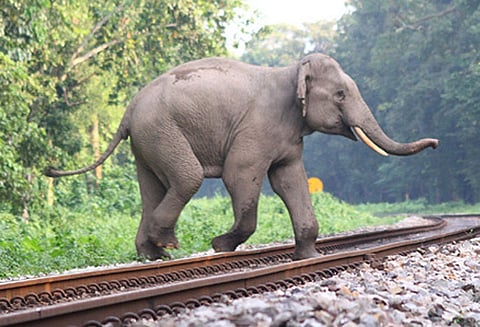 ரெயில்வே பாதைகளில் யானைகளின் இறப்பை தடுக்க தேனீக்களின் ஒலி : இந்திய ரெயில்வே புதிய முயற்சி